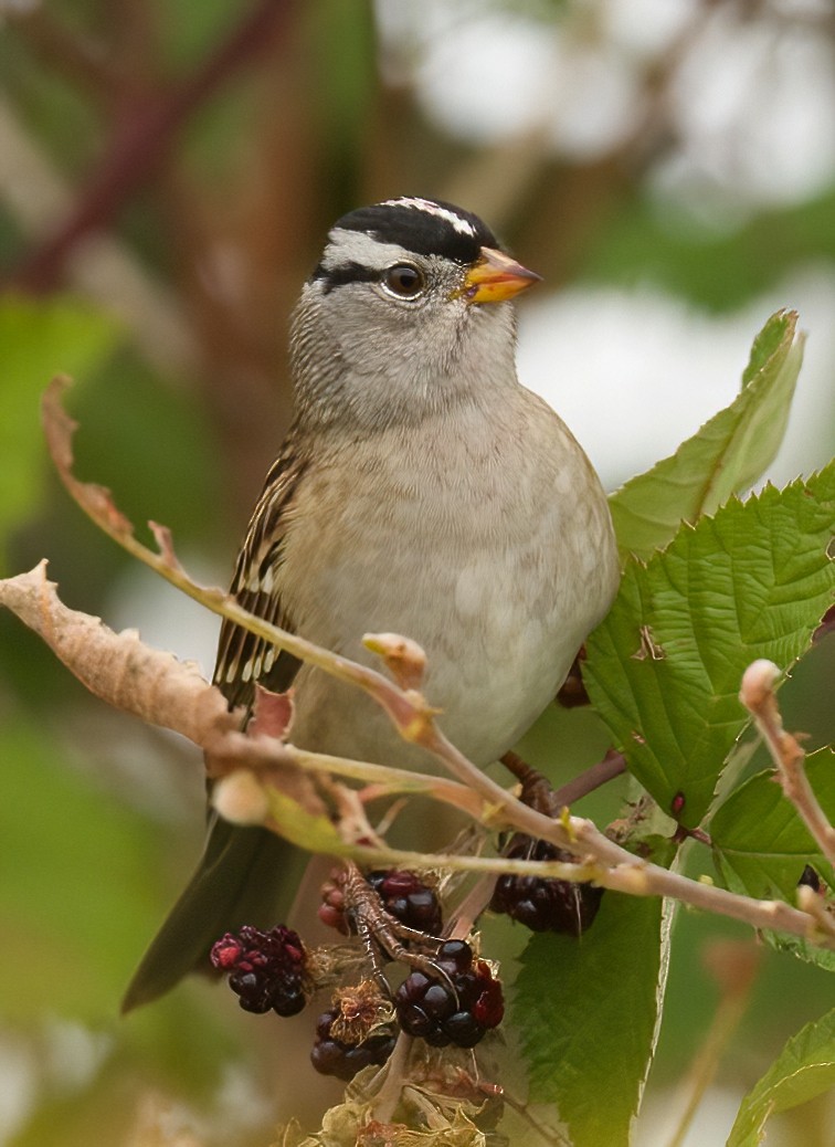 White-crowned Sparrow - ML608408984
