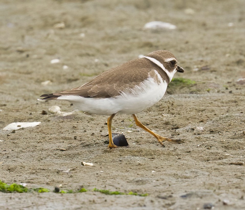 Semipalmated Plover - ML608408998