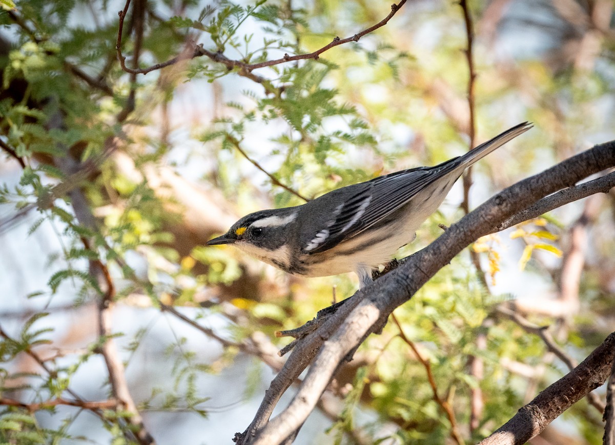 Black-throated Gray Warbler - ML608409794