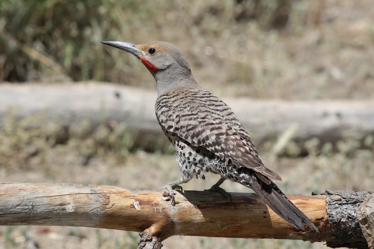 Northern Flicker (Red-shafted) - ML608409806
