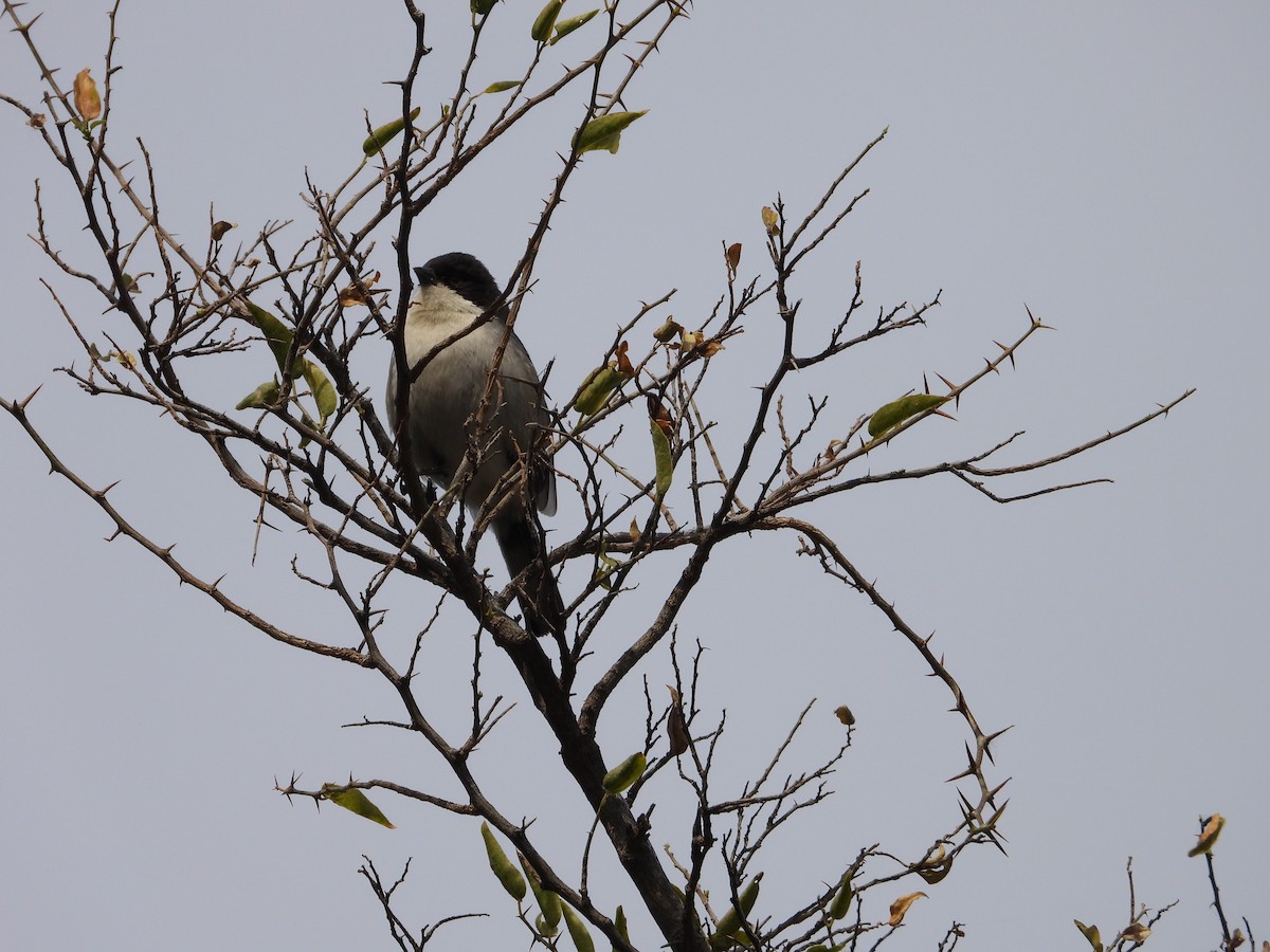 Black-capped Warbling Finch - ML608409892