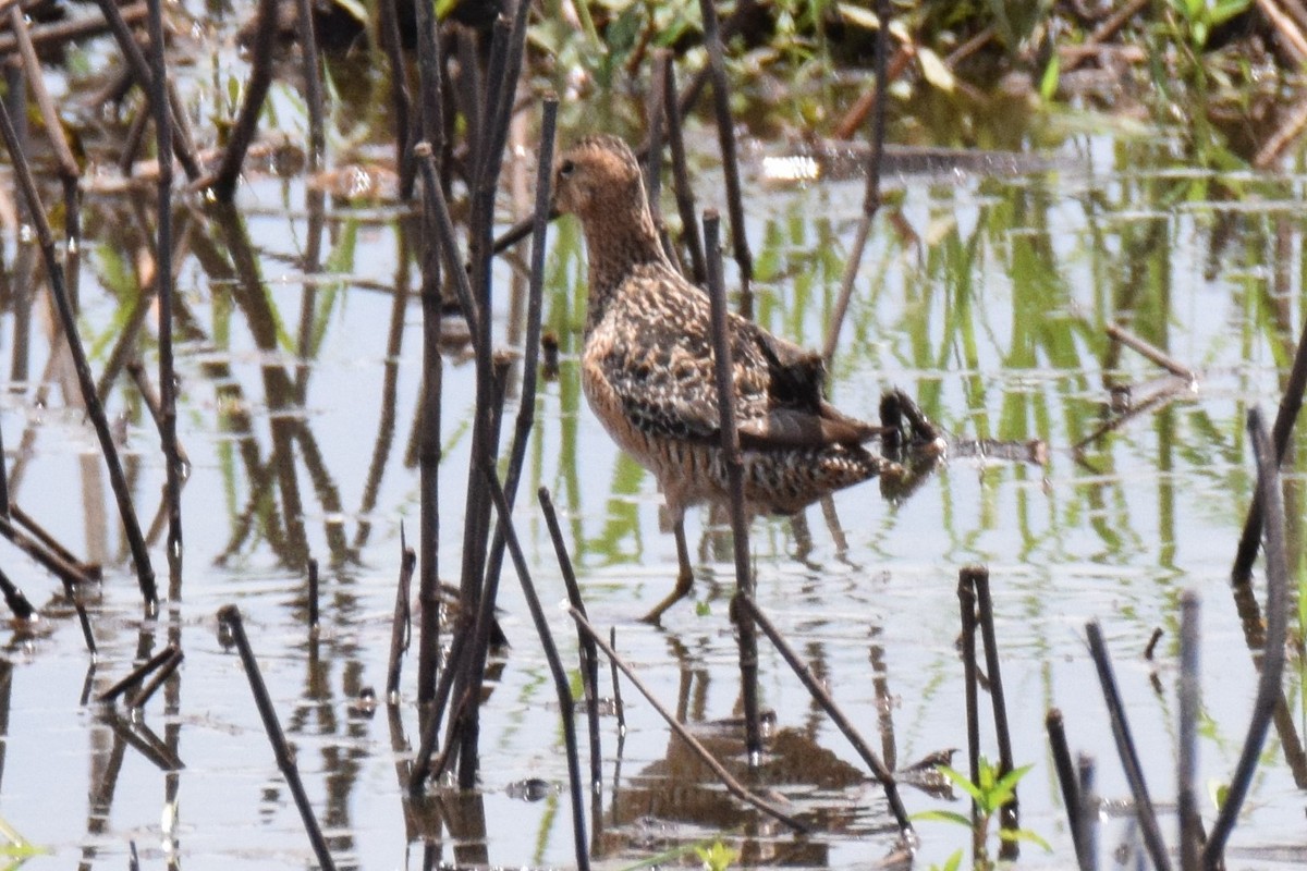 Long-billed Dowitcher - ML60841021