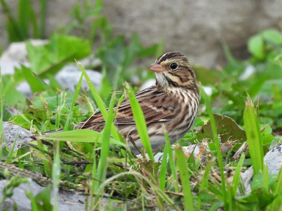 Savannah Sparrow - ML608410435