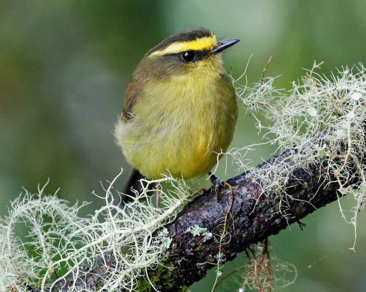 Yellow-bellied Chat-Tyrant - ML608410844