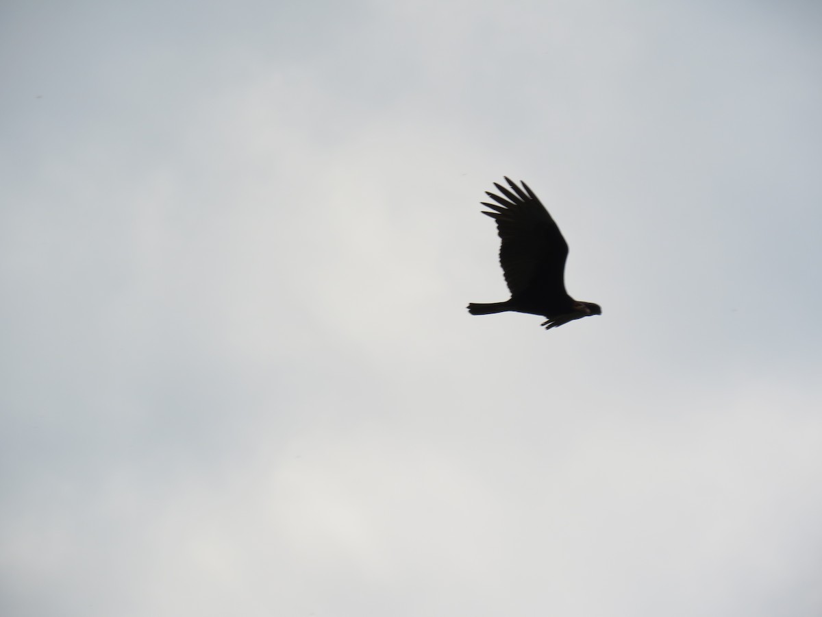 Lesser Yellow-headed Vulture - ML608411644