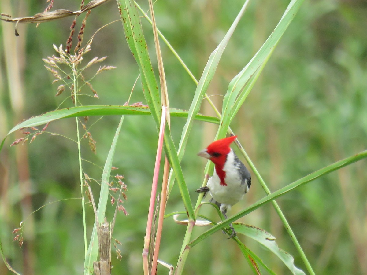 Red-crested Cardinal - ML608411760