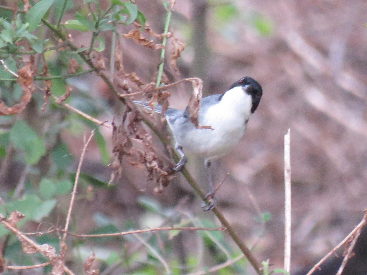 Black-capped Warbling Finch - ML608411780