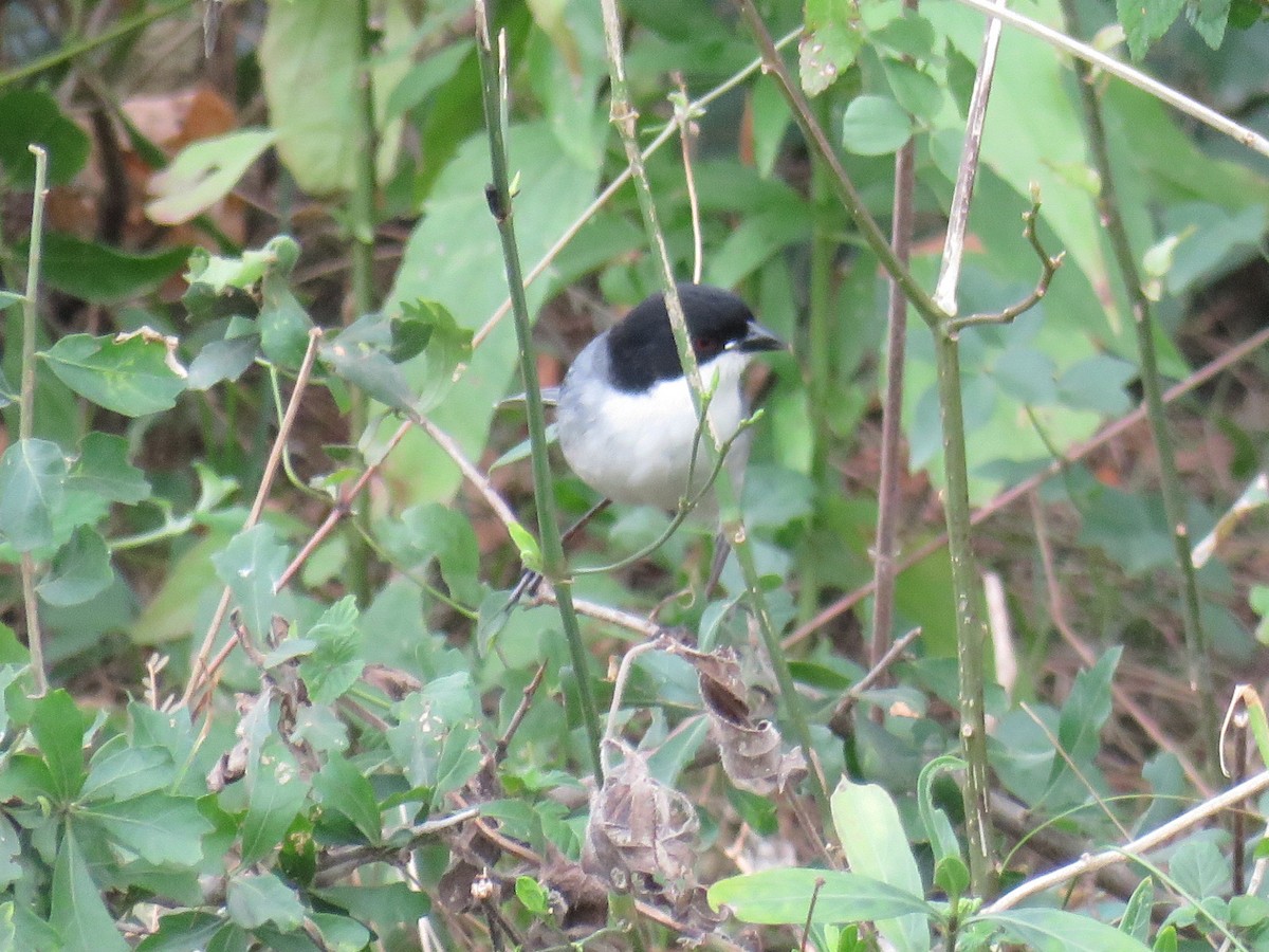 Black-capped Warbling Finch - ML608411781