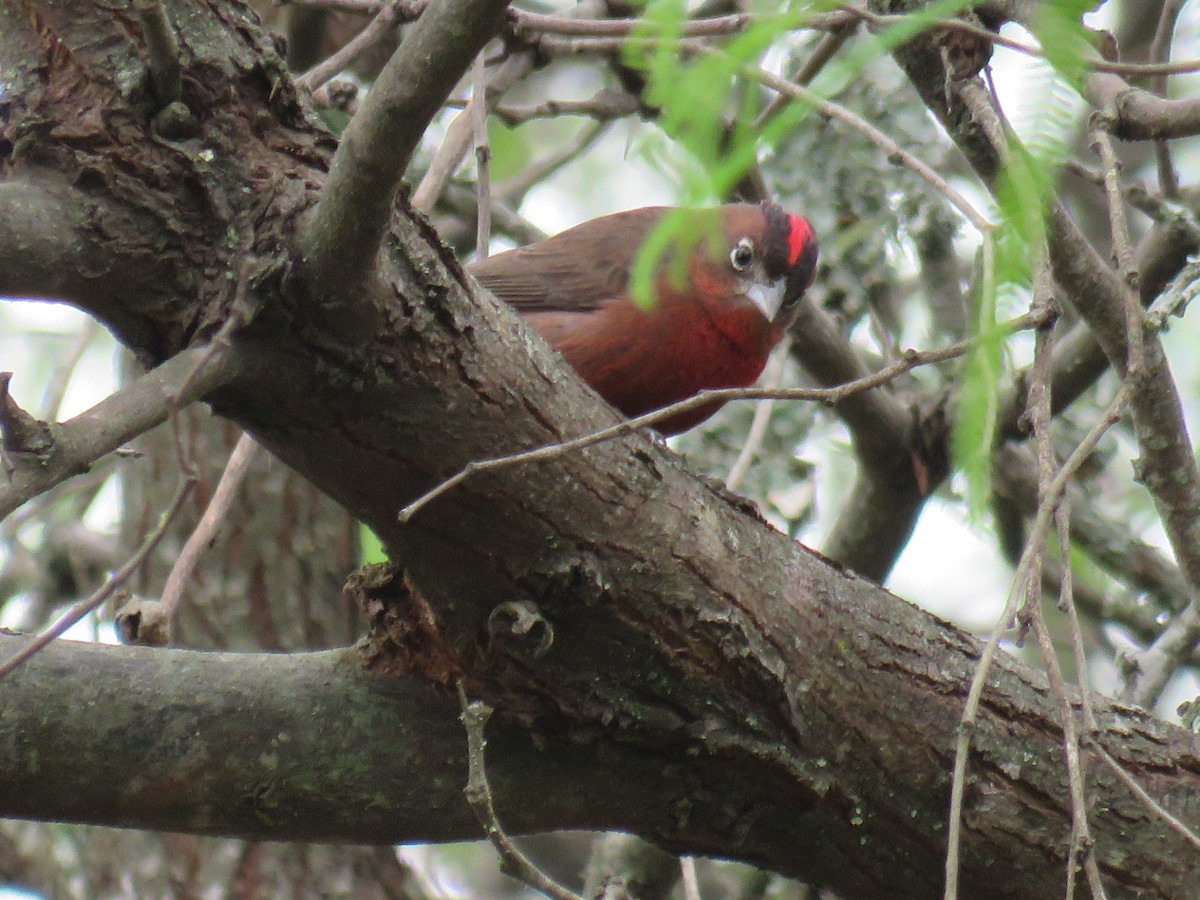 Red-crested Finch - ML608411788