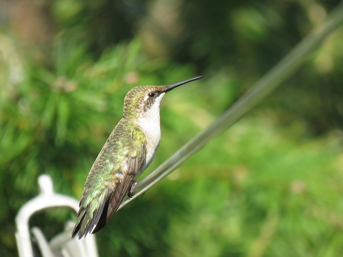 Black-chinned Hummingbird - ML608411925