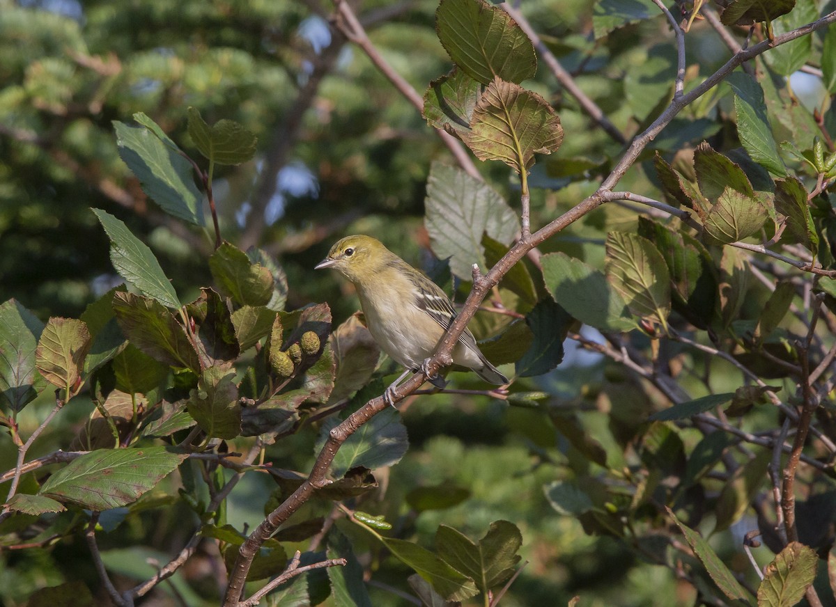 Bay-breasted Warbler - ML608412030
