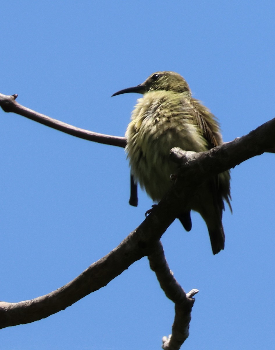 Red-legged Honeycreeper - ML608412145