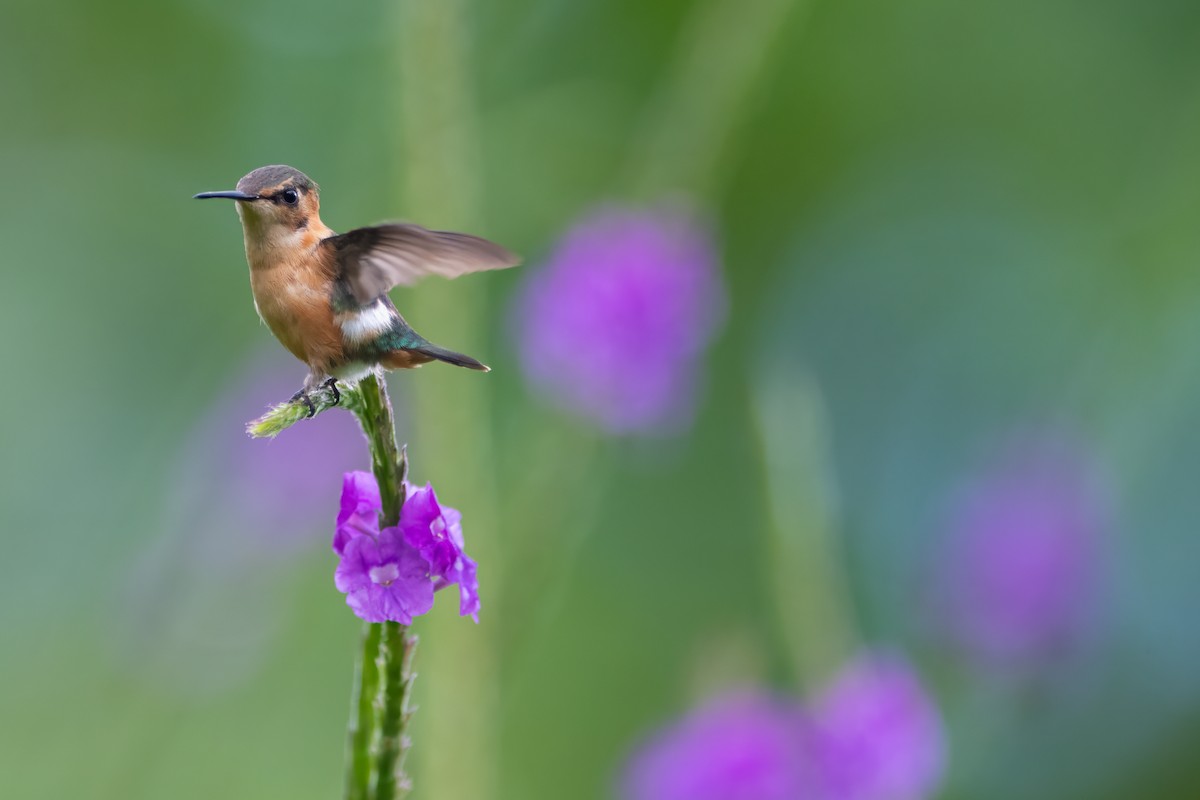 Sparkling-tailed Hummingbird - ML608412244