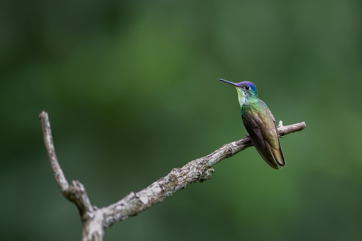 Azure-crowned Hummingbird - ML608412260