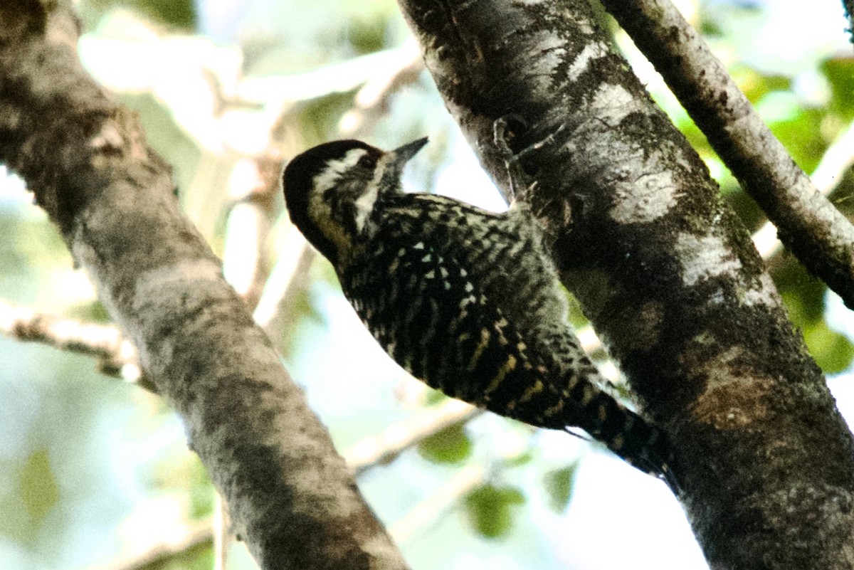 Striped Woodpecker - ML608412358