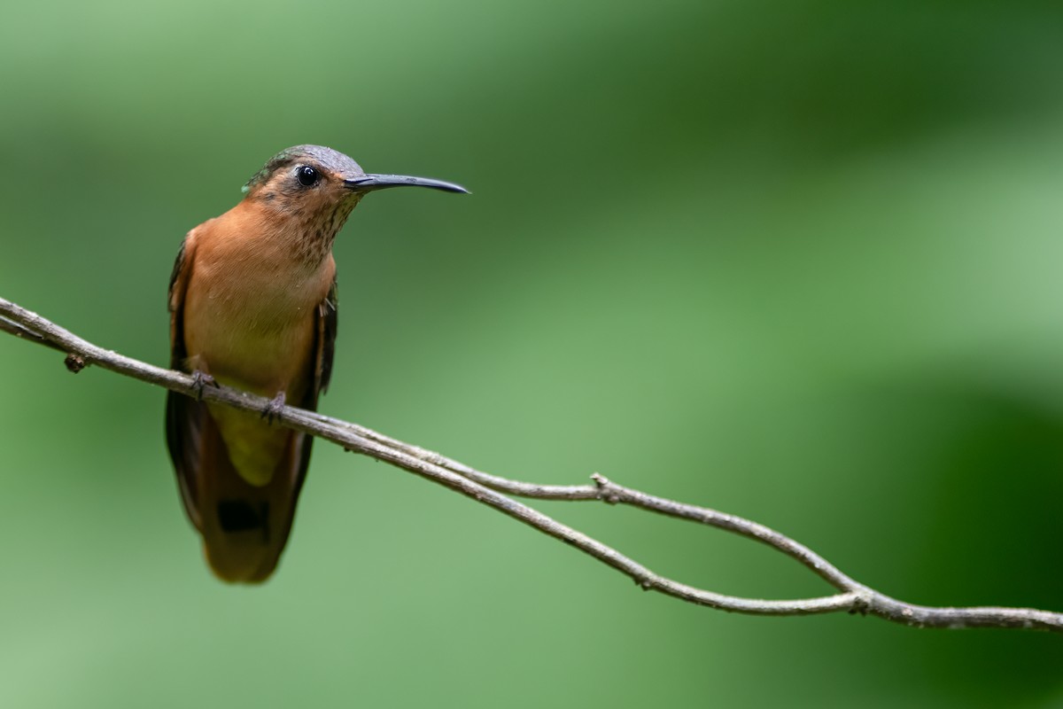 kolibřík pestroocasý - ML608412432