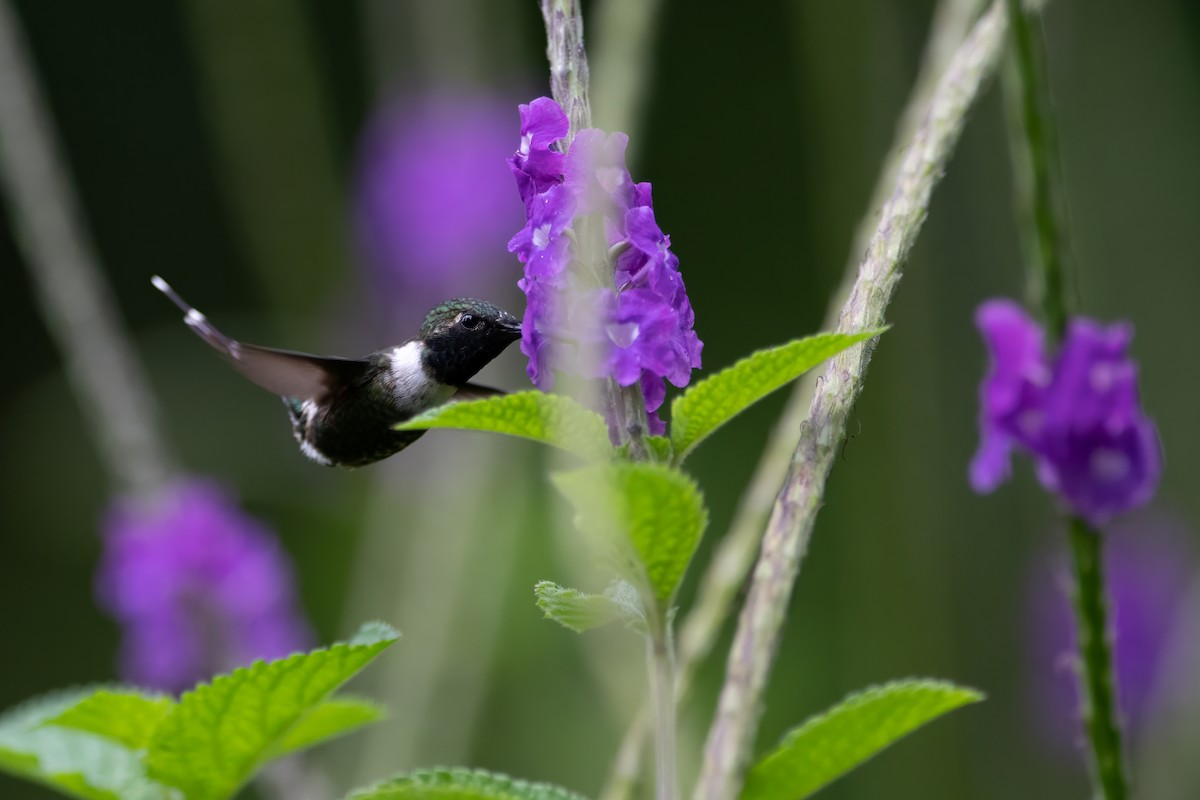 Sparkling-tailed Hummingbird - ML608412644