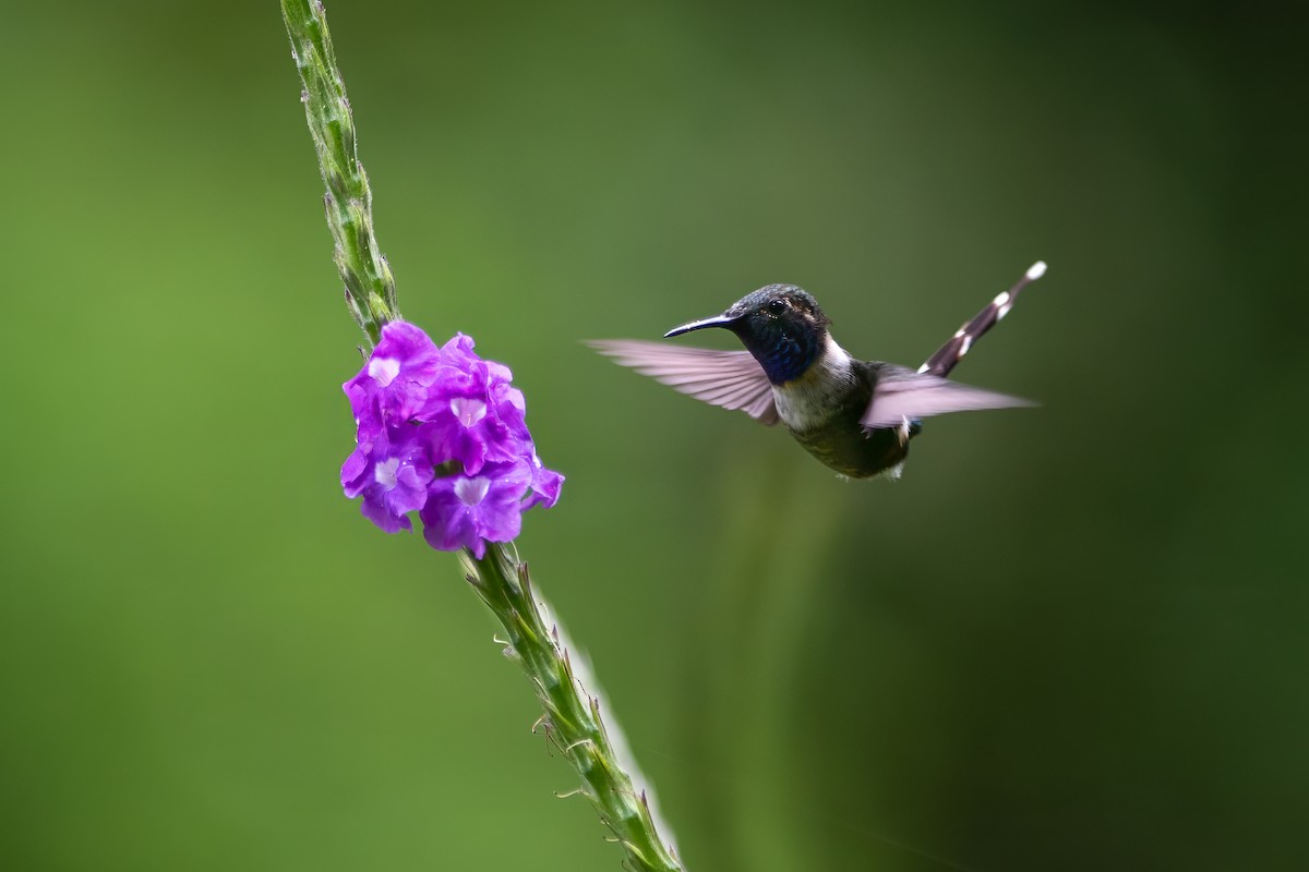 Sparkling-tailed Hummingbird - ML608412659