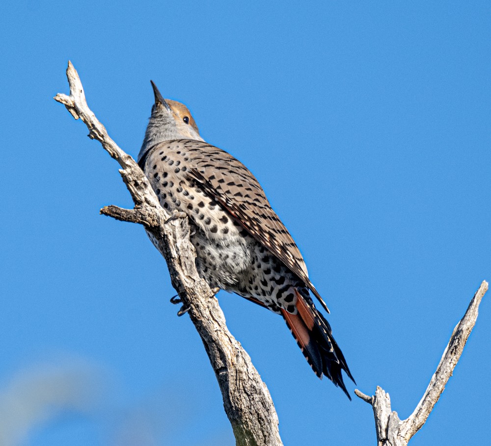 Northern Flicker (Red-shafted) - ML608412741