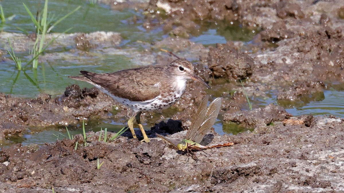 Spotted Sandpiper - Curtis McCamy