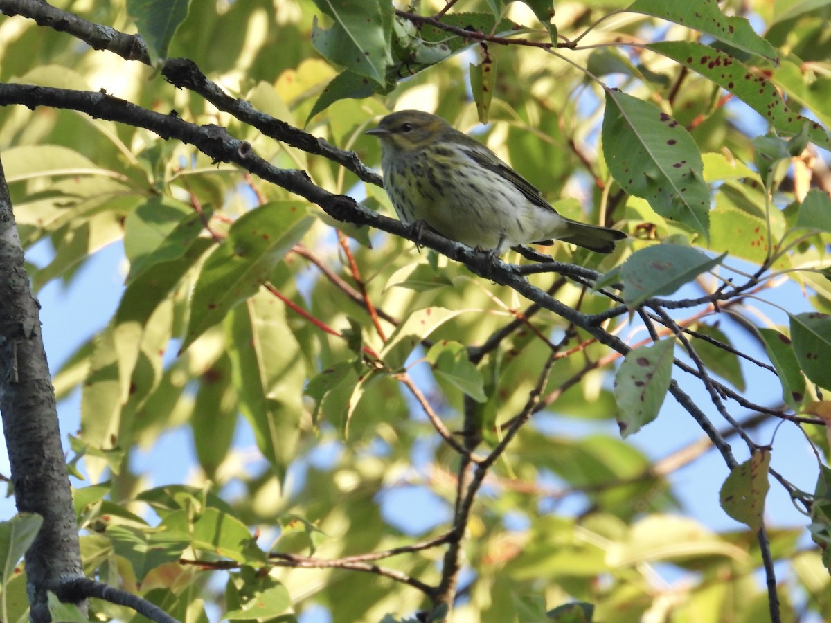 Cape May Warbler - ML608412833