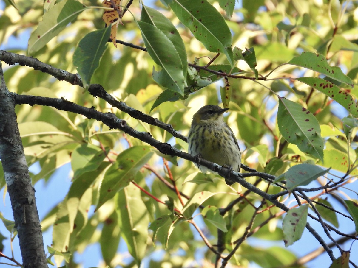 Cape May Warbler - ML608412834