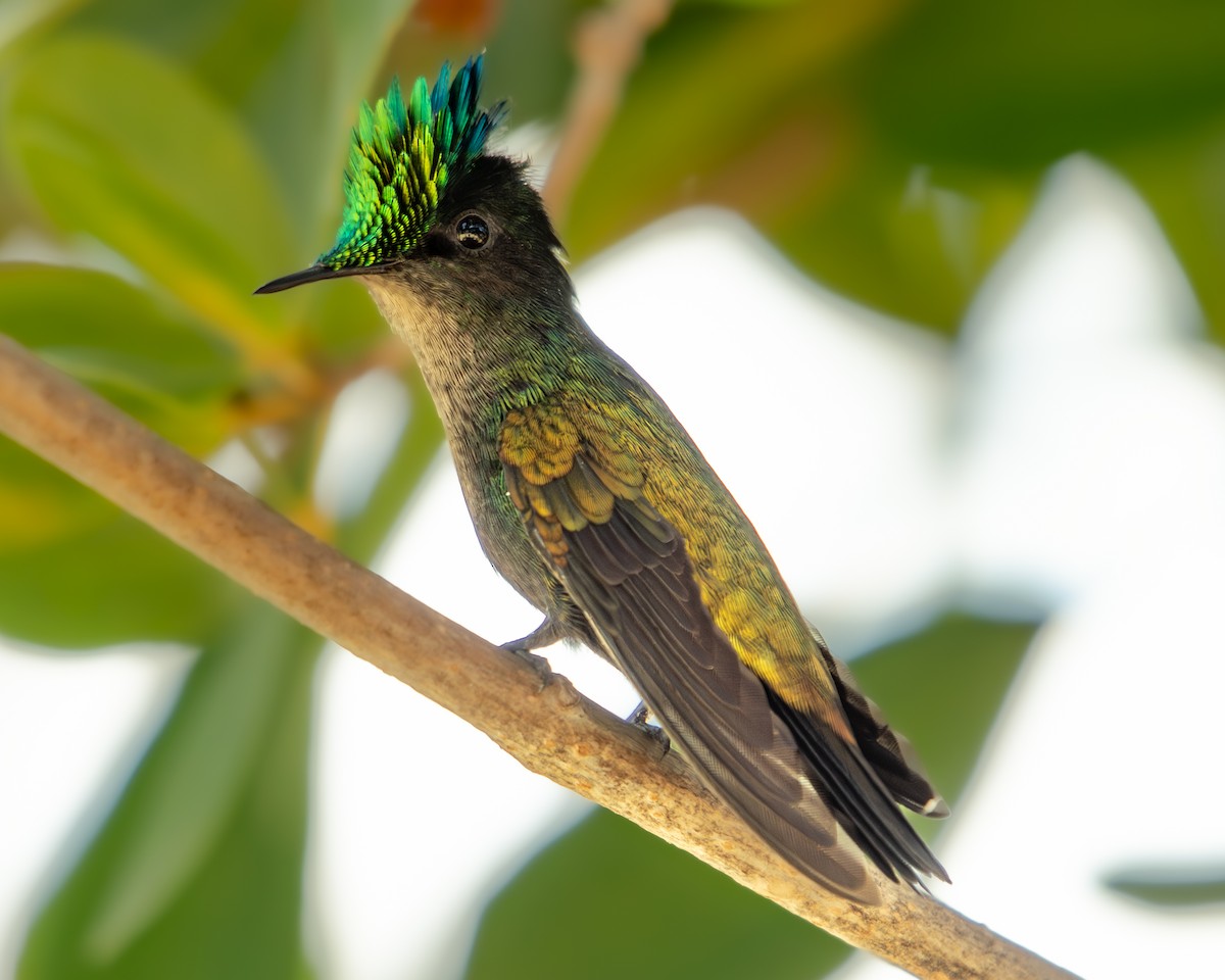 Antillean Crested Hummingbird - ML608413099