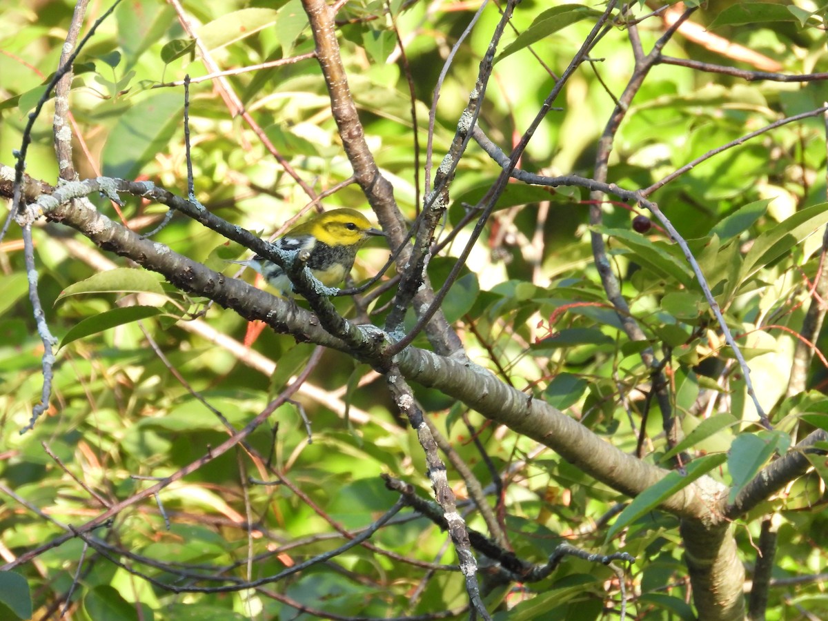 Black-throated Green Warbler - ML608413161