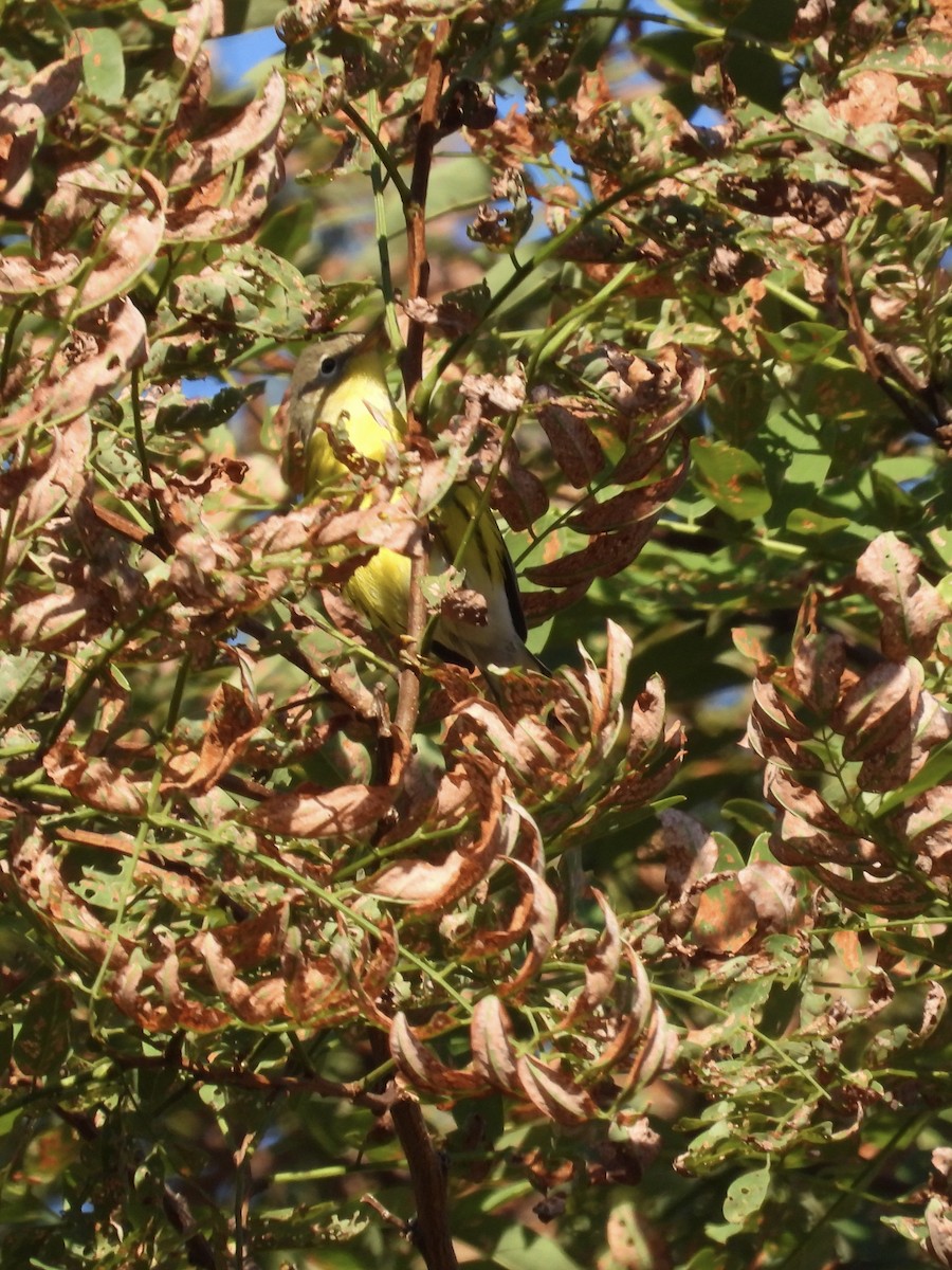 Magnolia Warbler - ML608413211