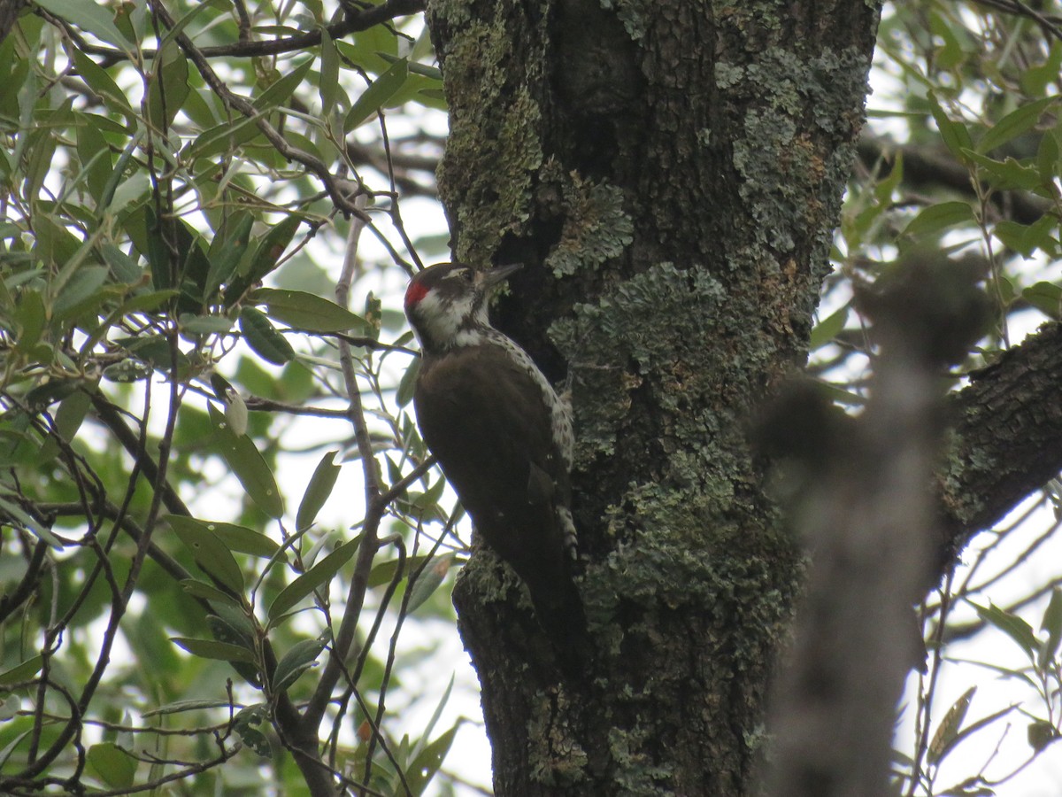 Arizona Woodpecker - ML608413383