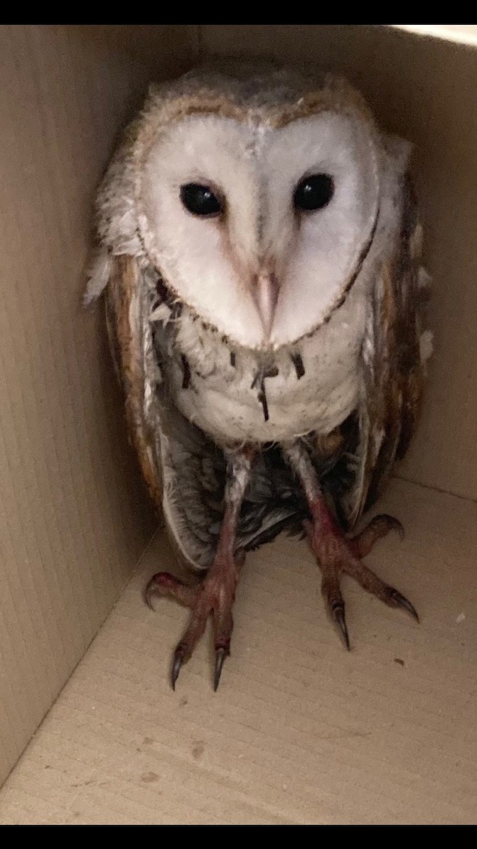 Barn Owl (Eastern) - ML608413403