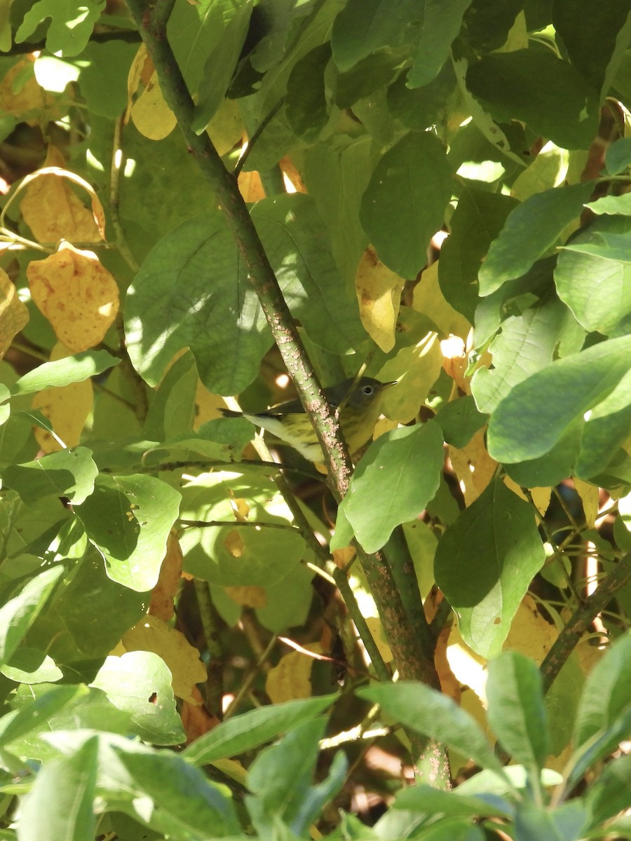 Magnolia Warbler - ML608413618