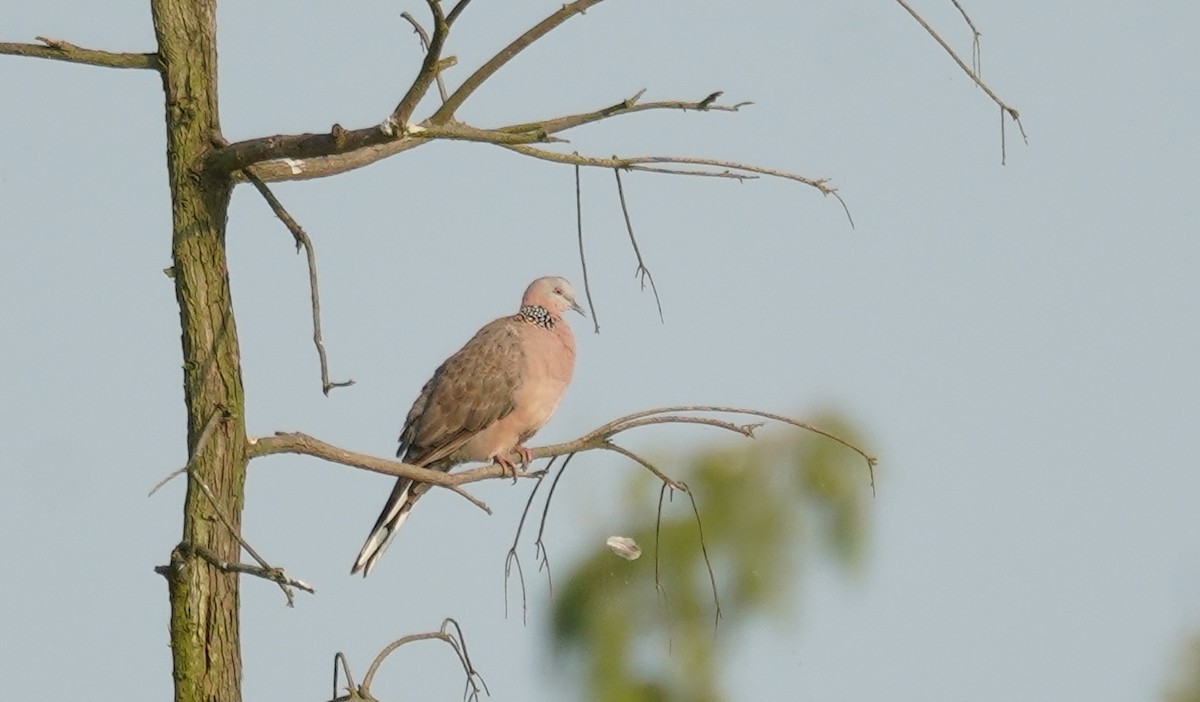 Spotted Dove - ML608413773