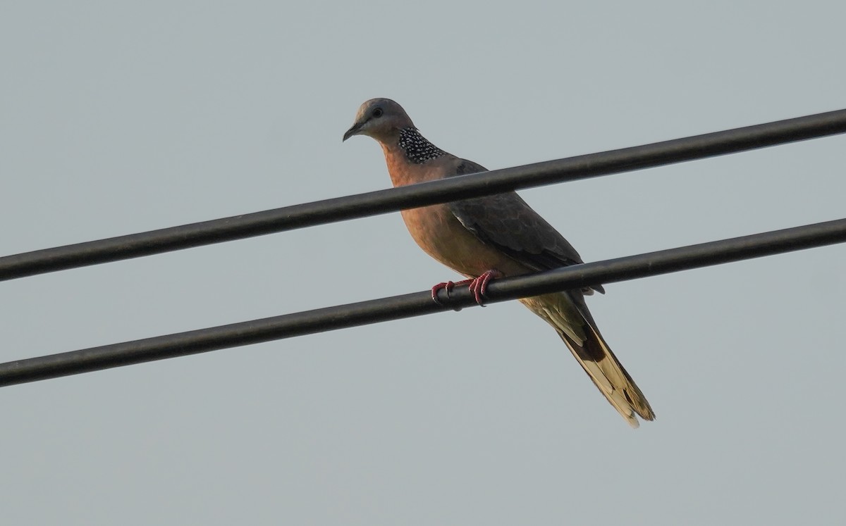 Spotted Dove - ML608413774