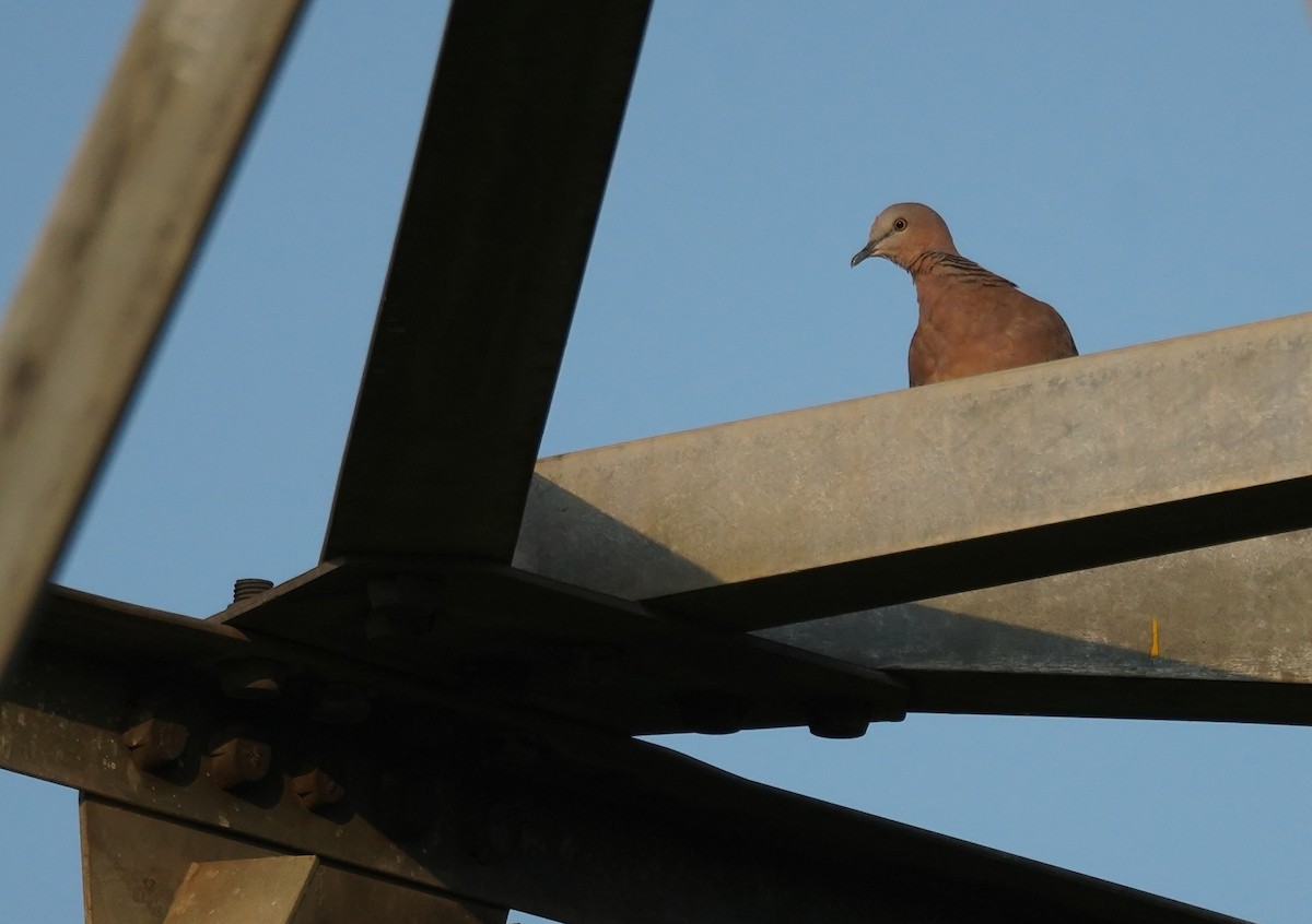 Spotted Dove - ML608413816