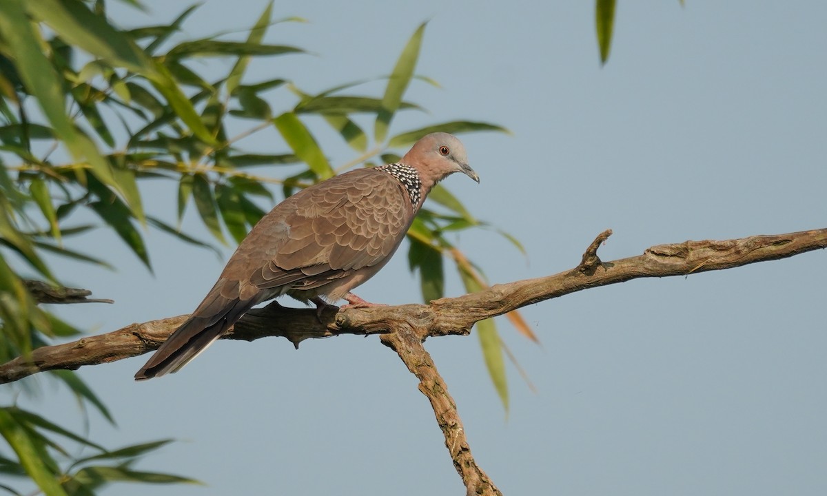 Spotted Dove - ML608413933