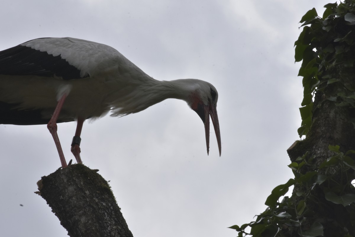 White Stork - ML608414365