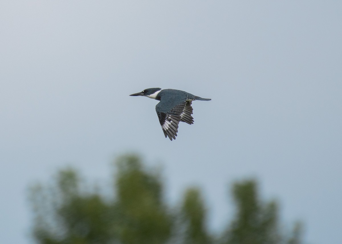 Belted Kingfisher - ML608414770