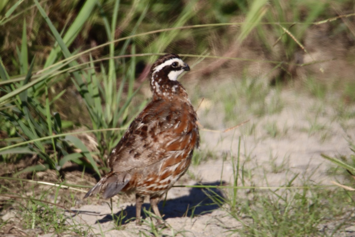 eBird Checklist 2 Sep 2023 Nutters Neck (Nanticoke R. WMA) 24