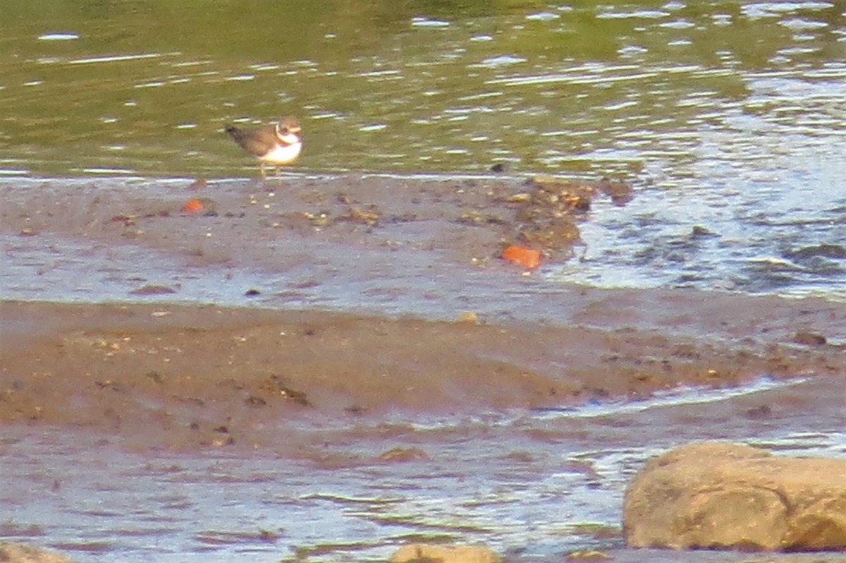 Semipalmated Plover - ML608414882