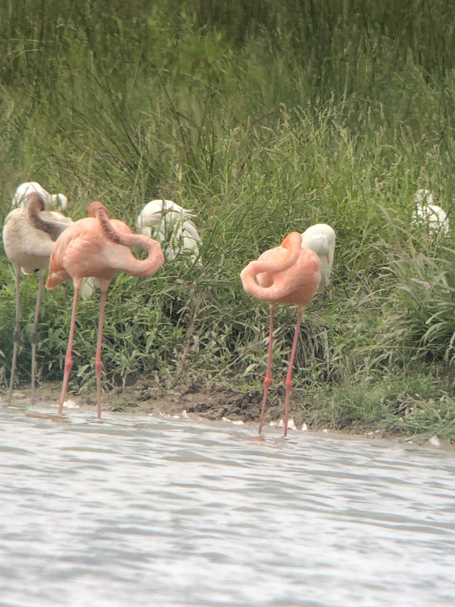 Amerika Flamingosu - ML608415302