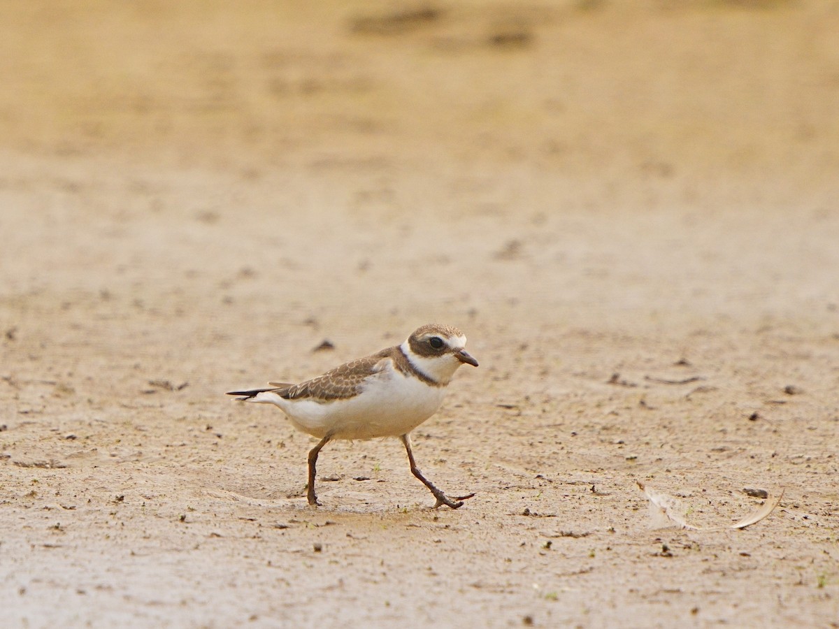 Semipalmated Plover - ML608415407