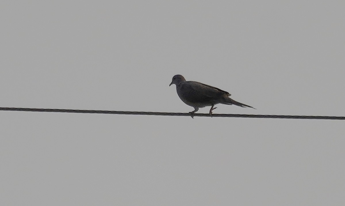 Spotted Dove - ML608415412