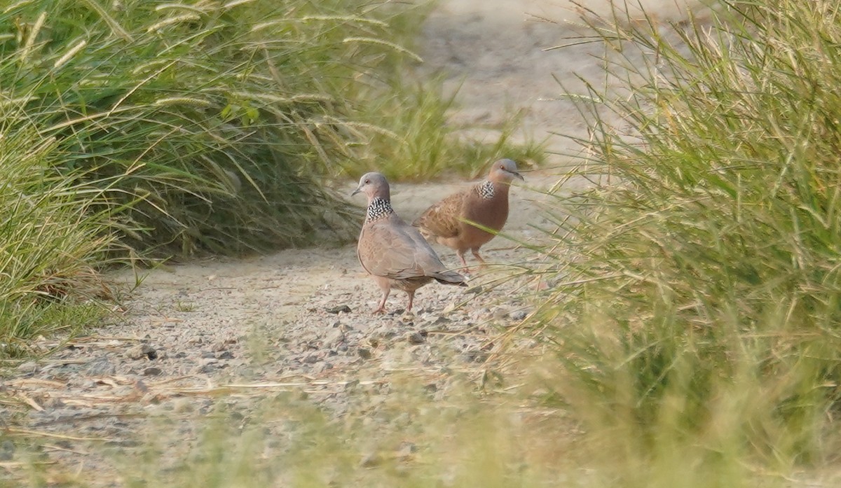 Spotted Dove - ML608415438