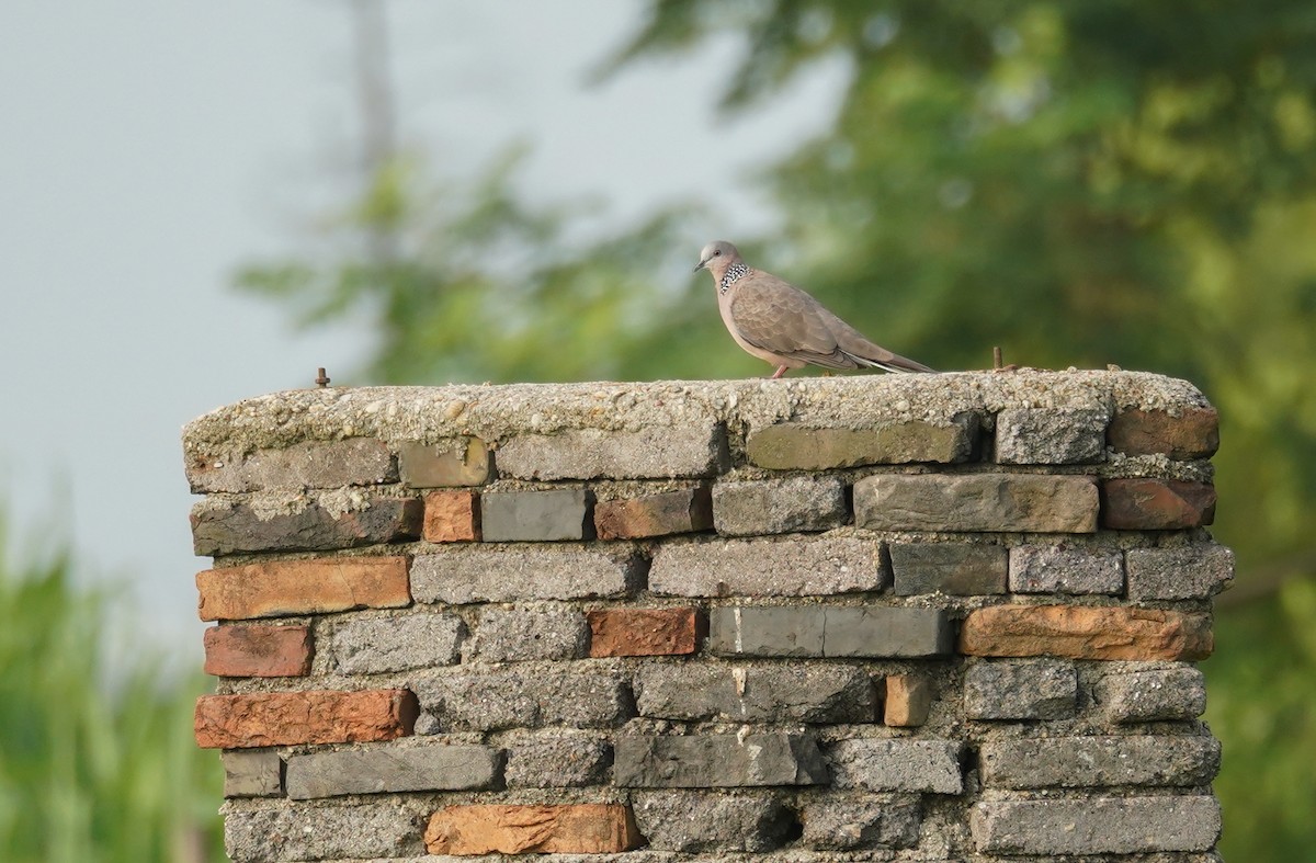 Spotted Dove - ML608415486