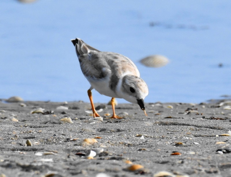 Piping Plover - ML608415878