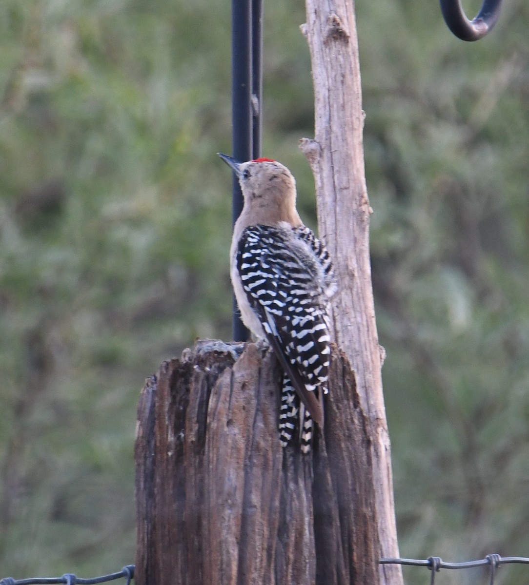 Gila Woodpecker - ML608417203