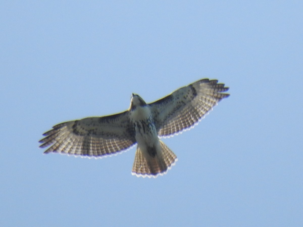 Red-tailed Hawk (borealis) - ML608417275