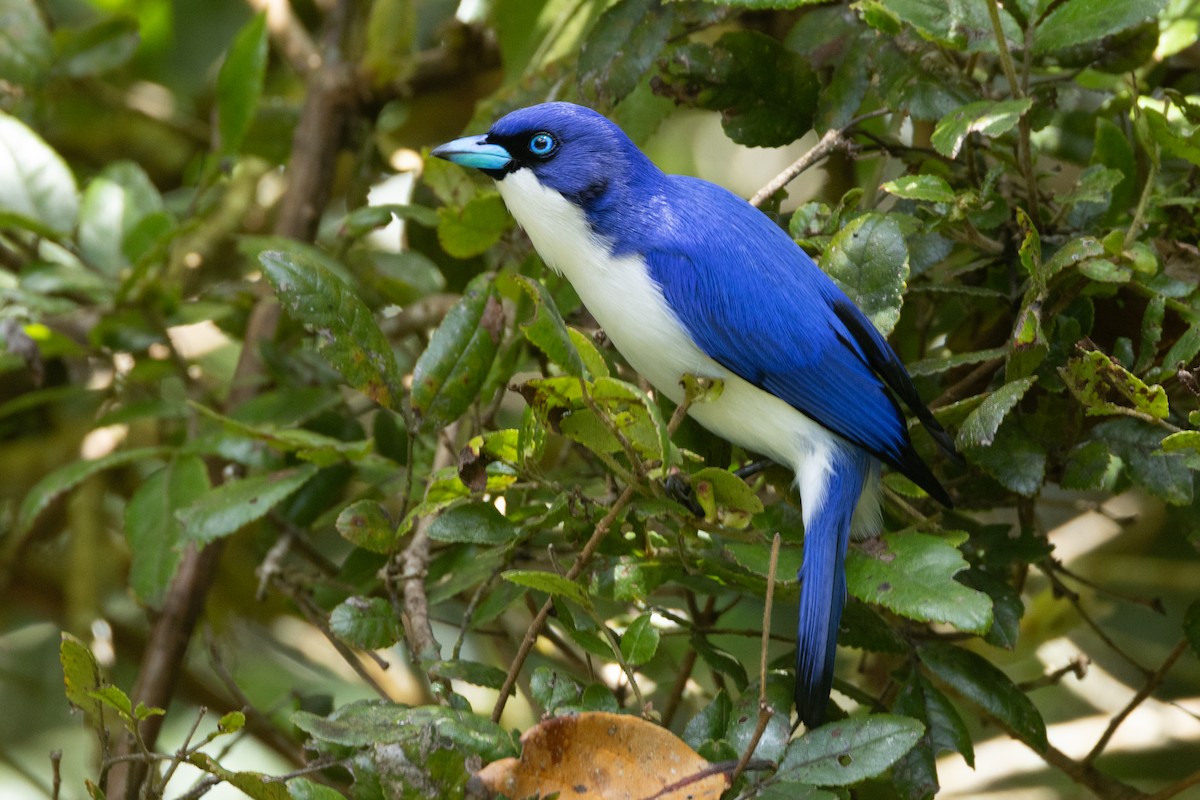 Vanga Azul (madagascarinus) - ML608417739