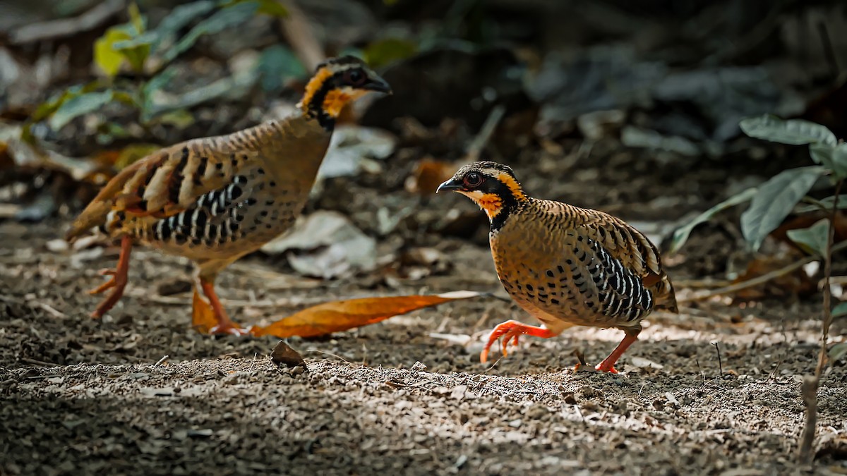Orange-necked Partridge - Vu Pham